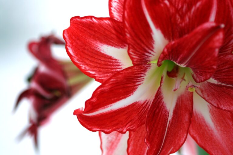 Amaryllis for Holiday Home Decor