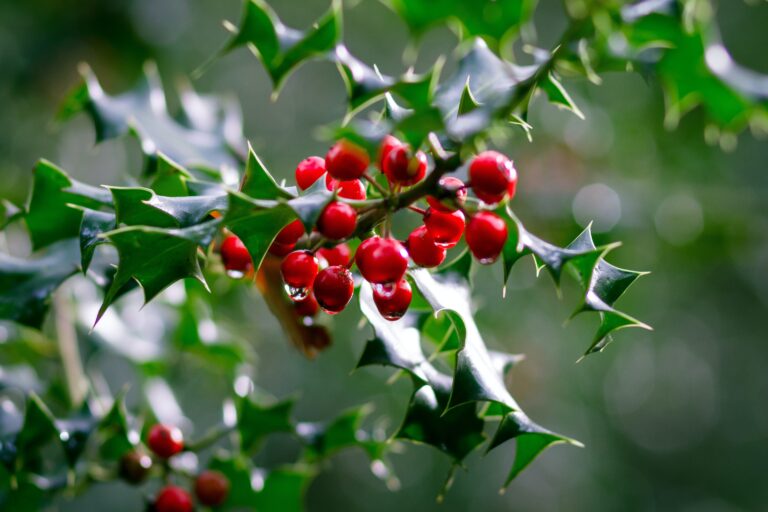 Holly for Holiday Home Decor