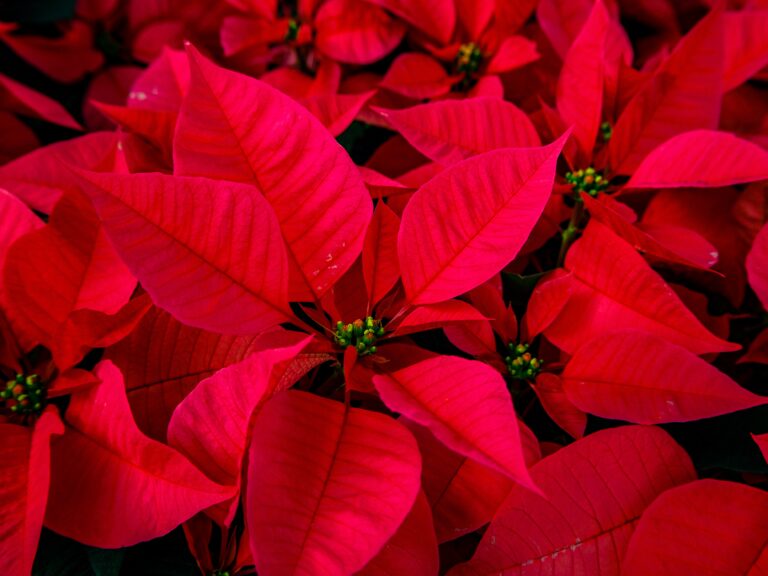 Poinsettias for Holiday Home Decor