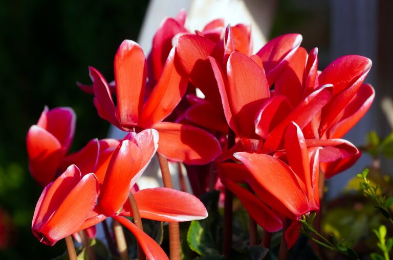 Cyclamen for Holiday Home Decor